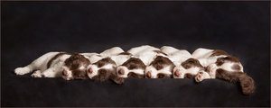 puppy photography market harborough
