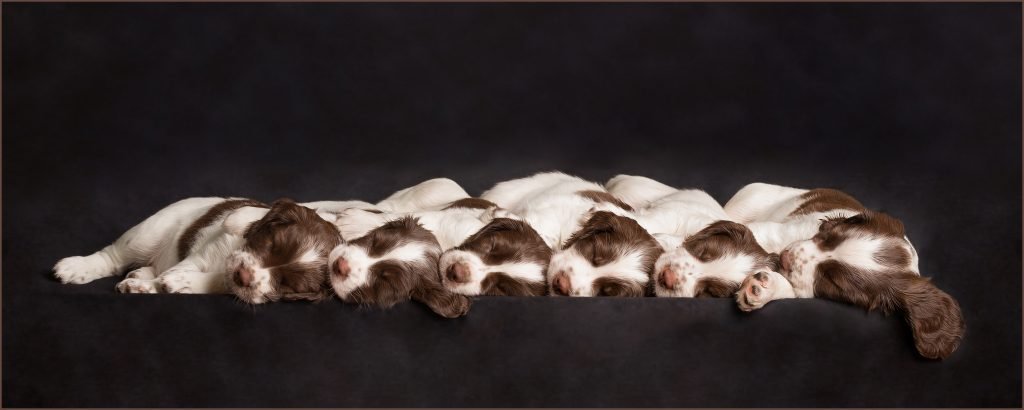 dog photographer market harborough puppy