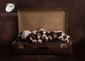 puppy photography market harborough