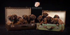 puppy litter photography market harborough
