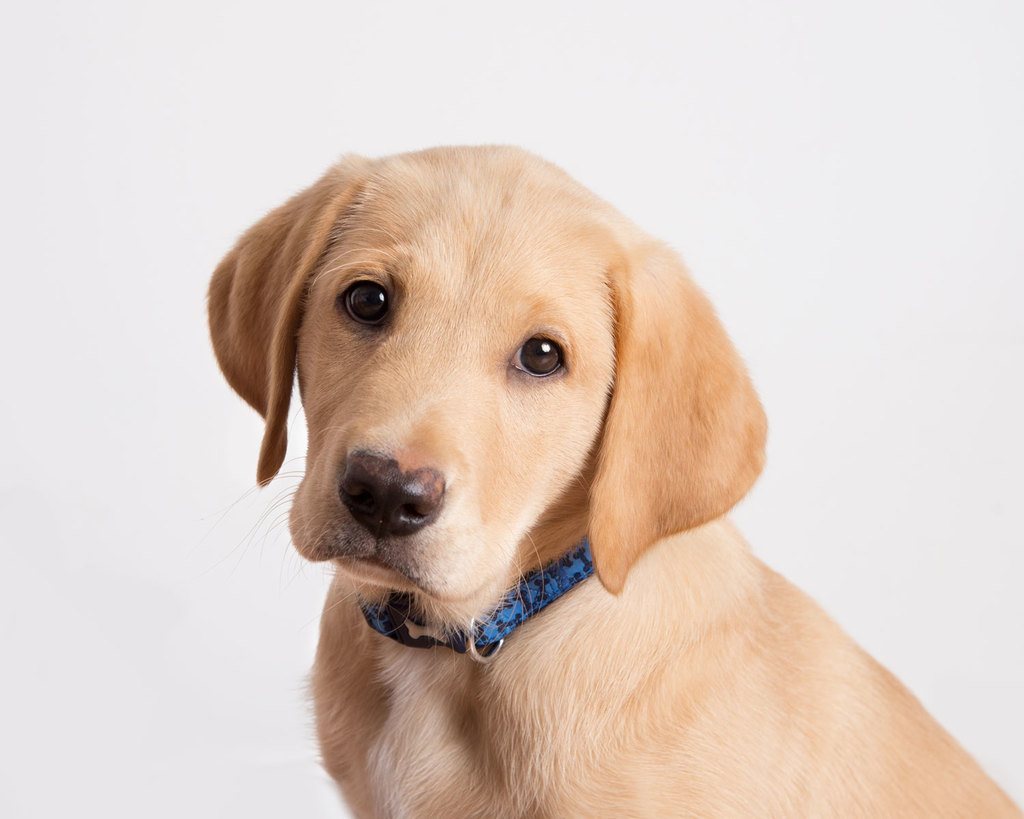 puppy photographer market harborough
