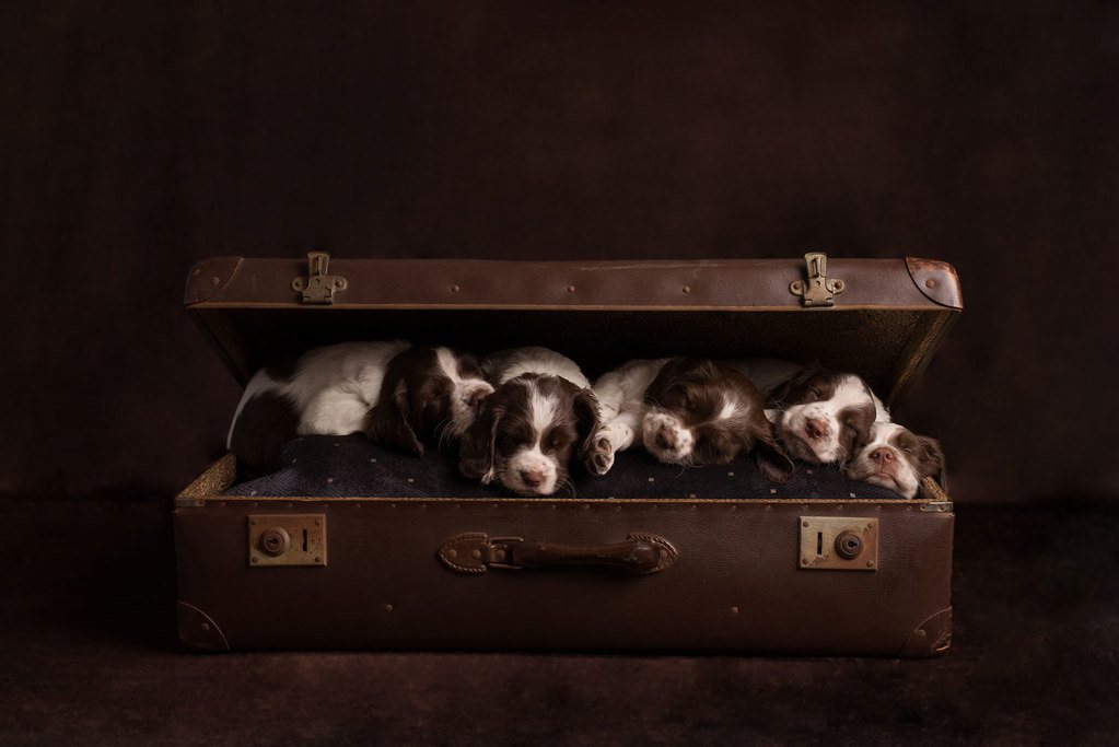 puppy photography market harborough
