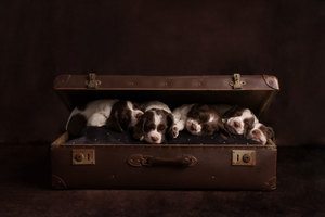 puppy photography market harborough