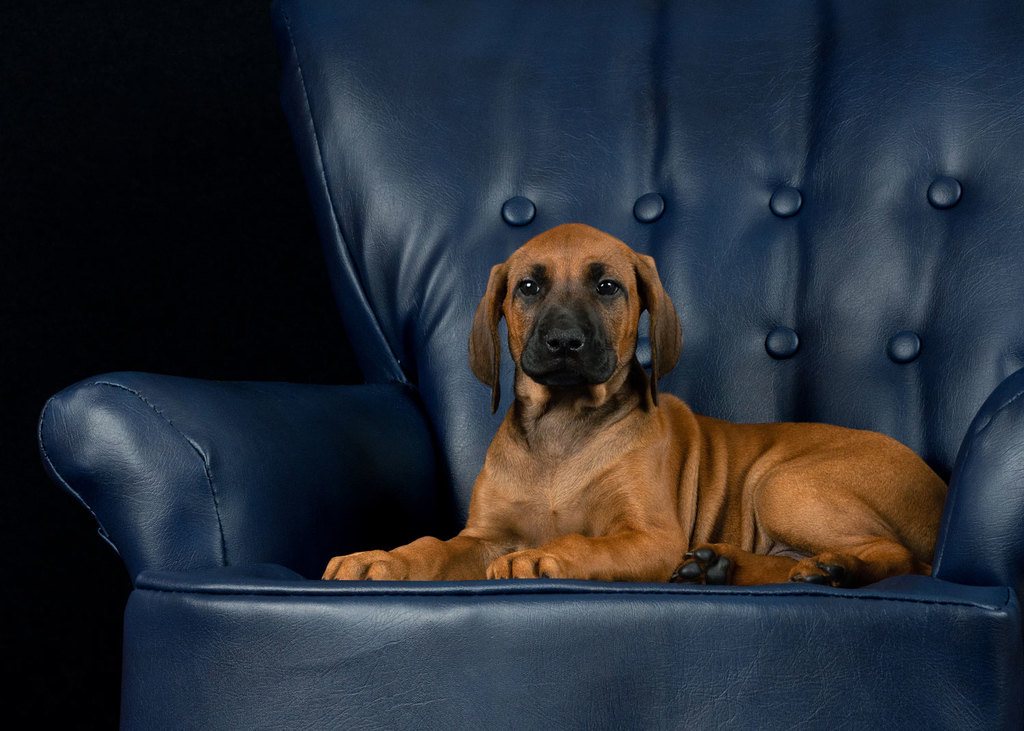 puppy photography market harborough