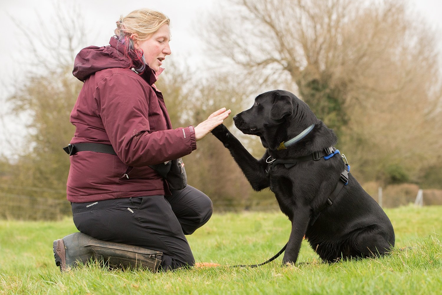 pet professionals leicestershire