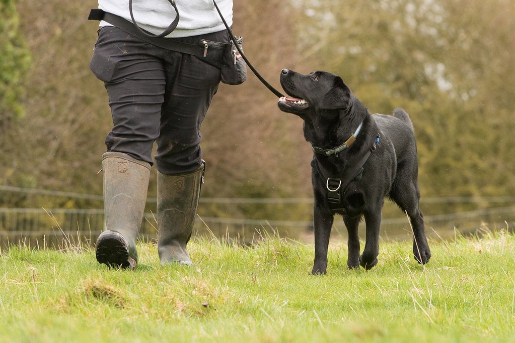 pet professionals northamptonshire