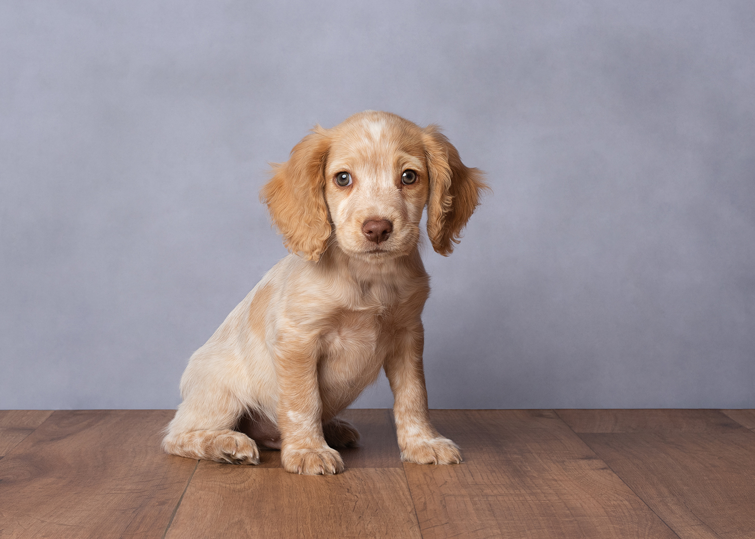 cocker-spaniel-puppy-photographer-Sherbet4