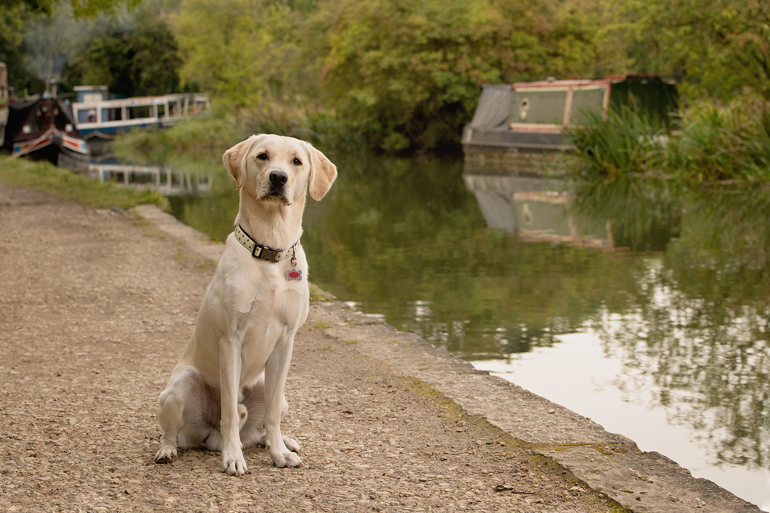 labrador-dog-photography-canal