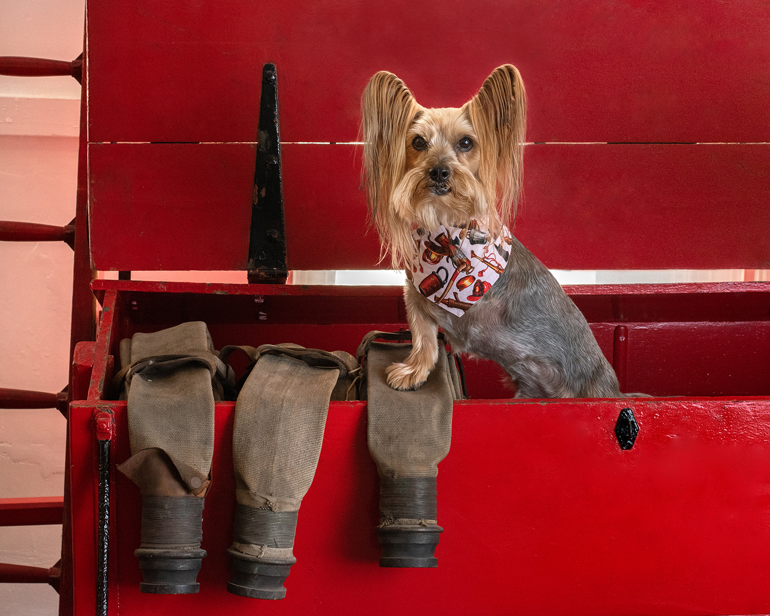 yorkshire-terrier-dog-photography-fire-engine