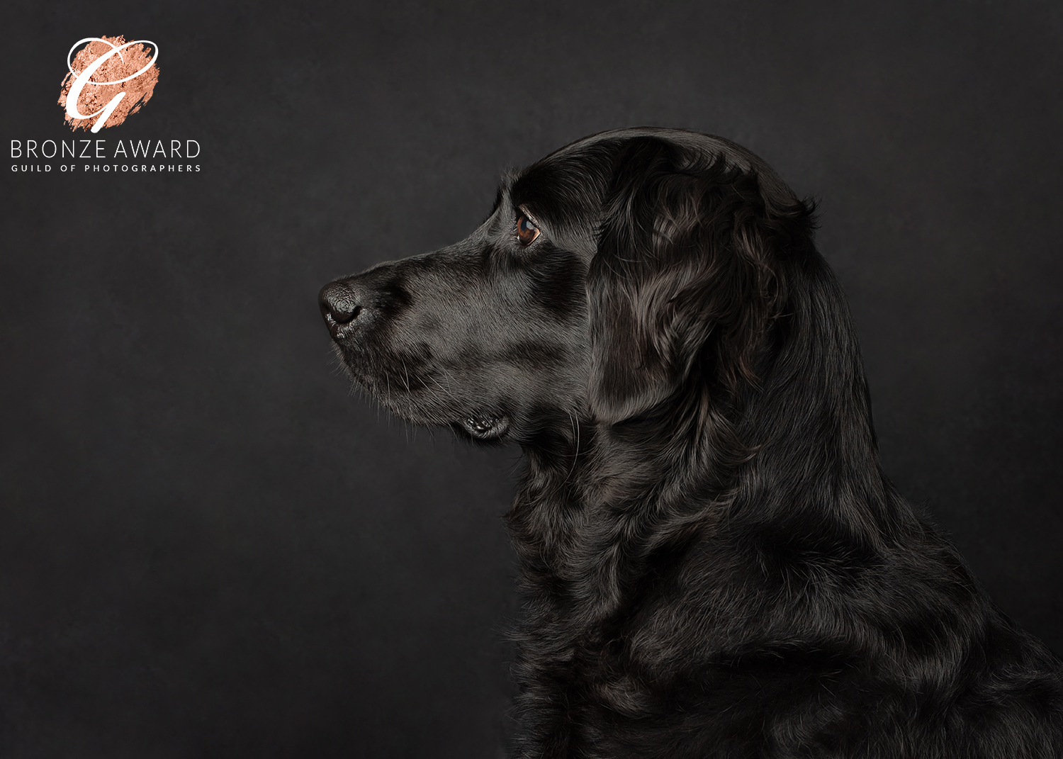 Maggie-dogphotography2