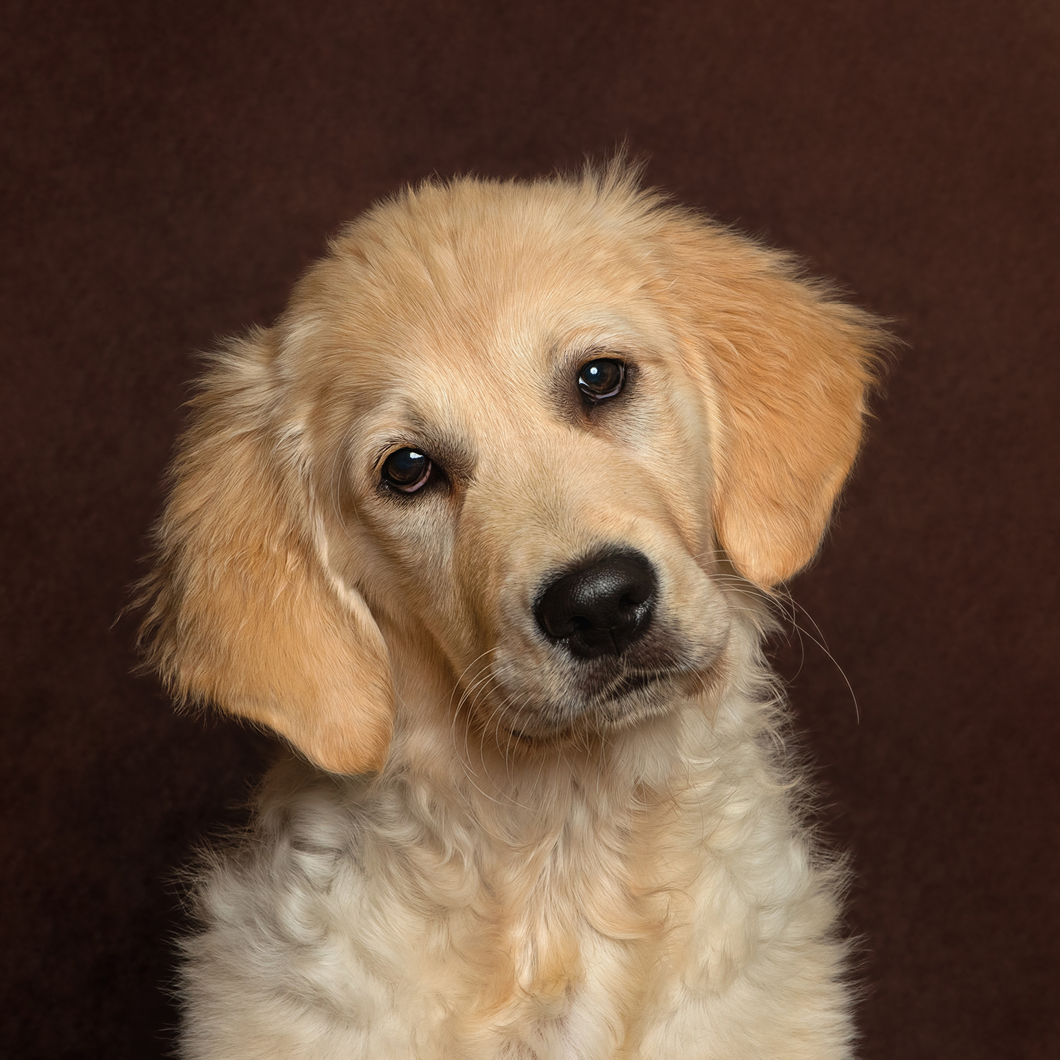 golden-retriever-puppy
