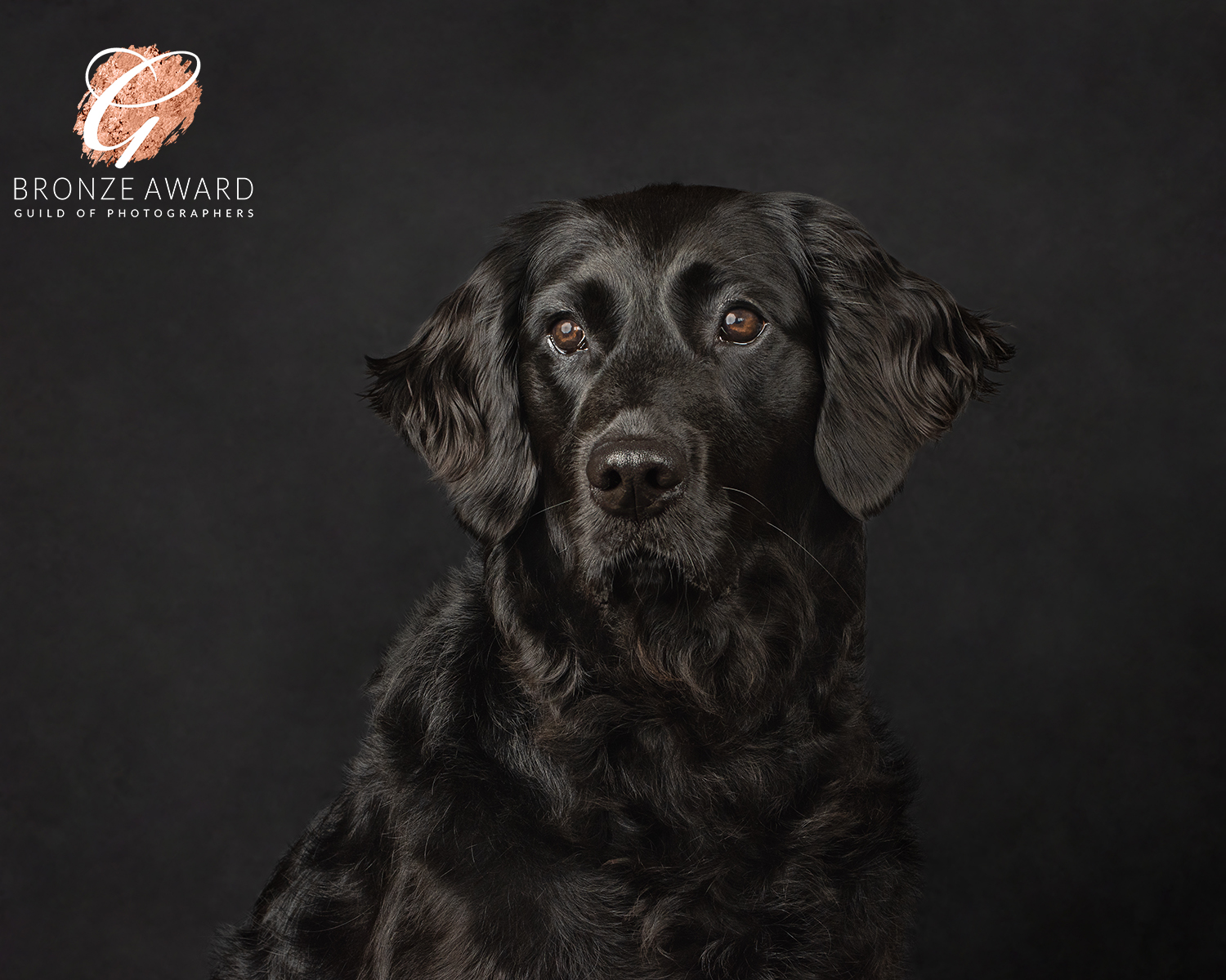 maggie-dog-photography1