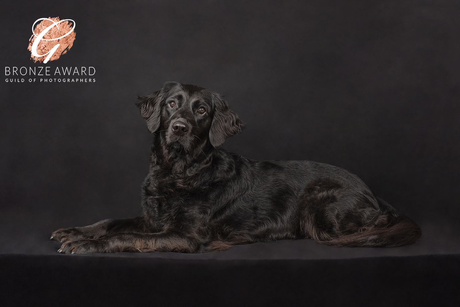 maggie-dog-photography3