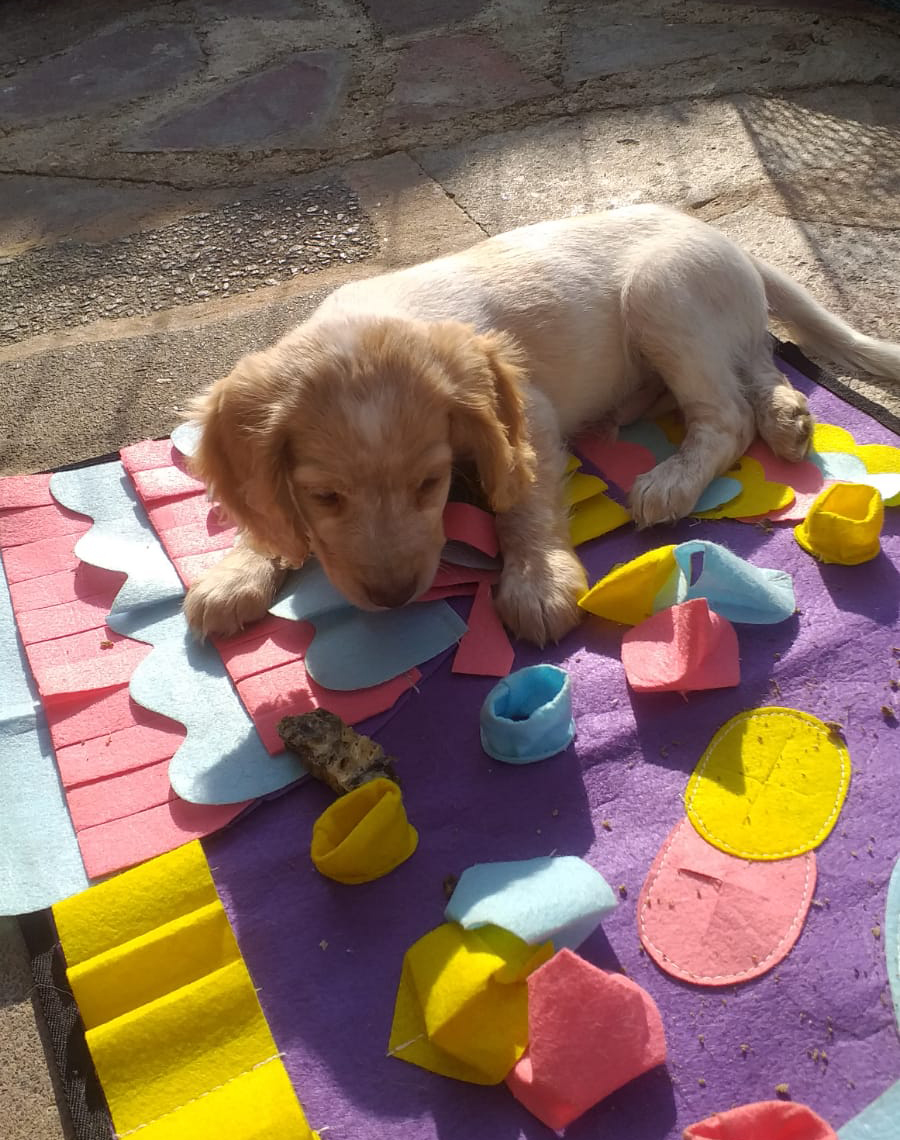 puppy-on-snuffle-mat