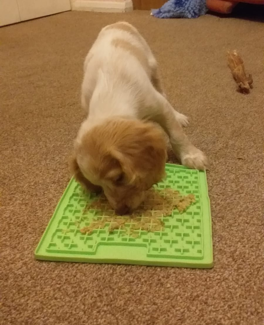 puppy-with-lickimat