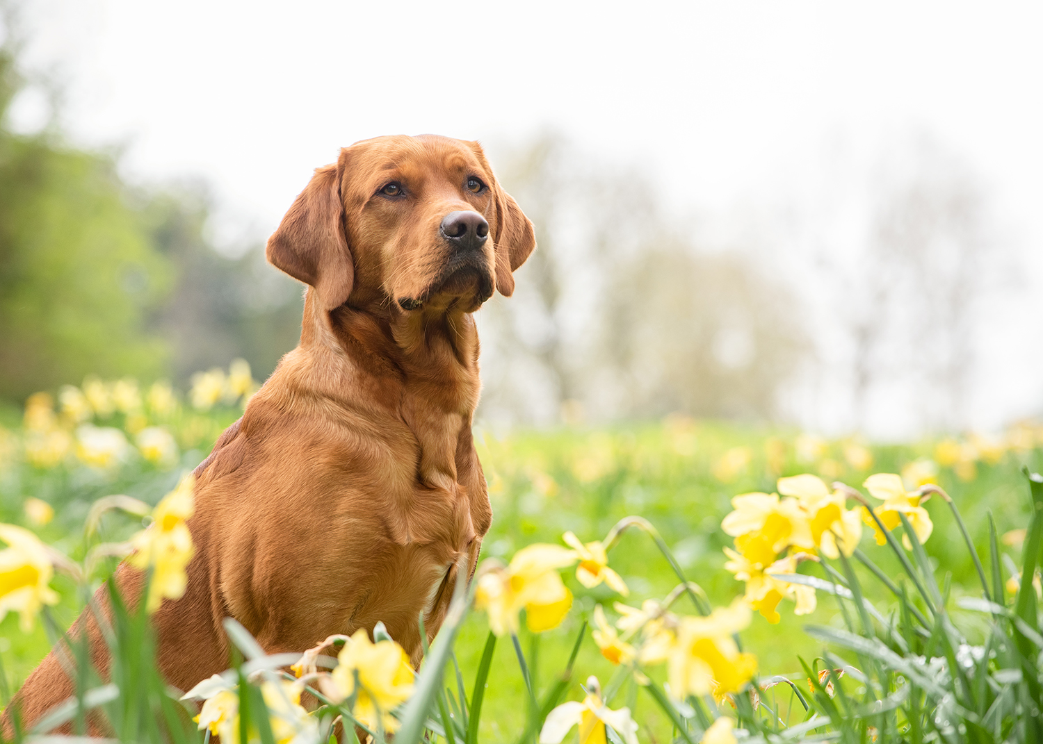easter-dangers-for-dogs