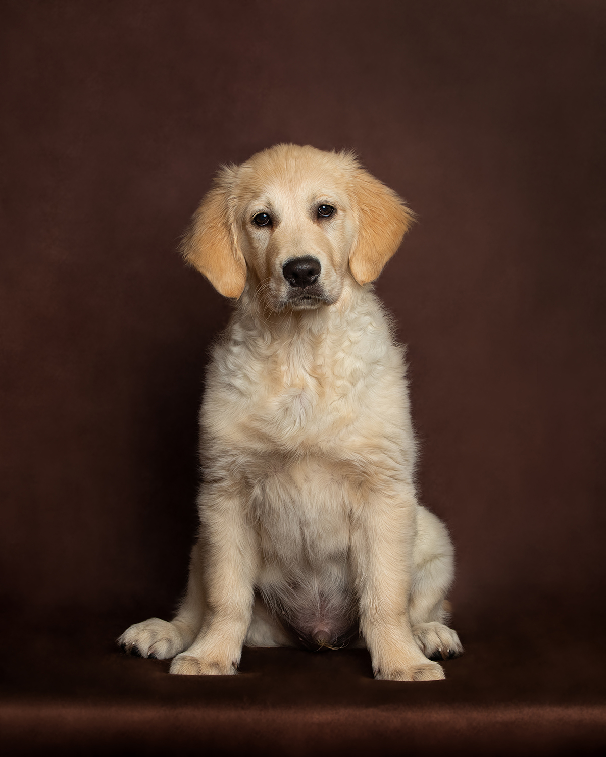 golden-retriever-dog-photography-7