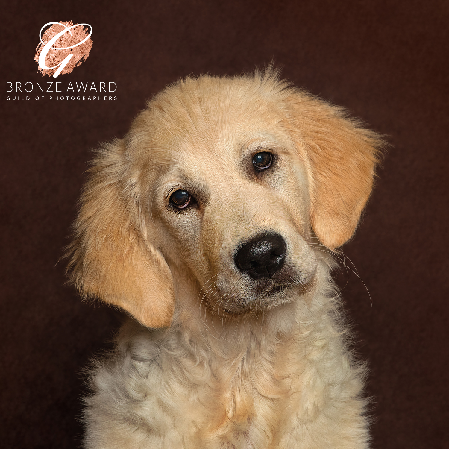 golden-retriever-dog-photography-bronze