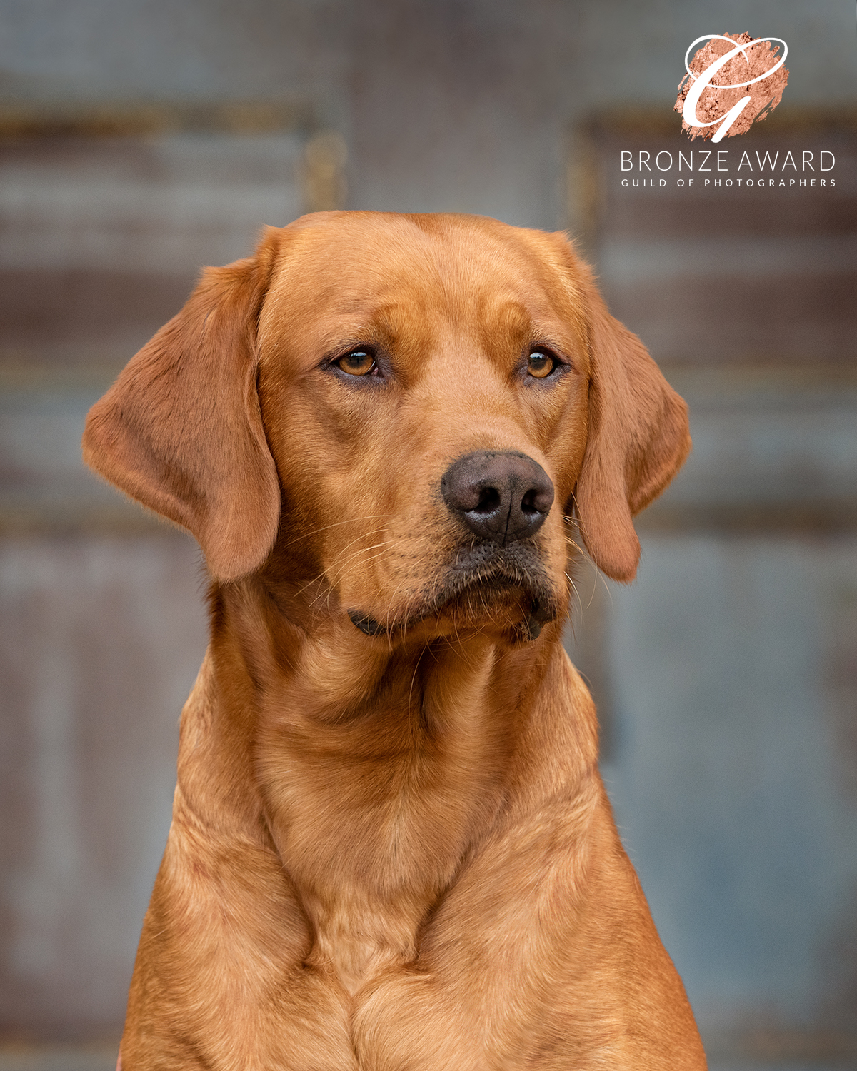 fox-red-labrador-photography