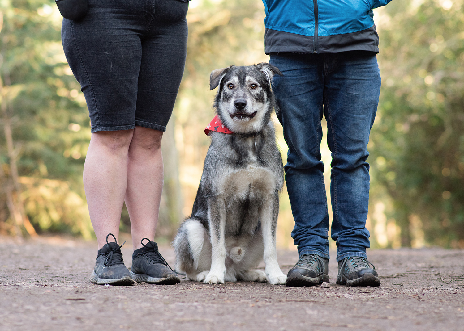 dog-photography-leg-shot