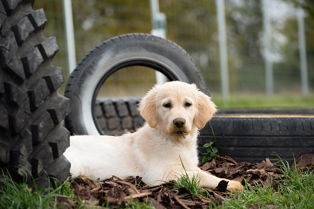 potterings-dog-field-aylesbury5