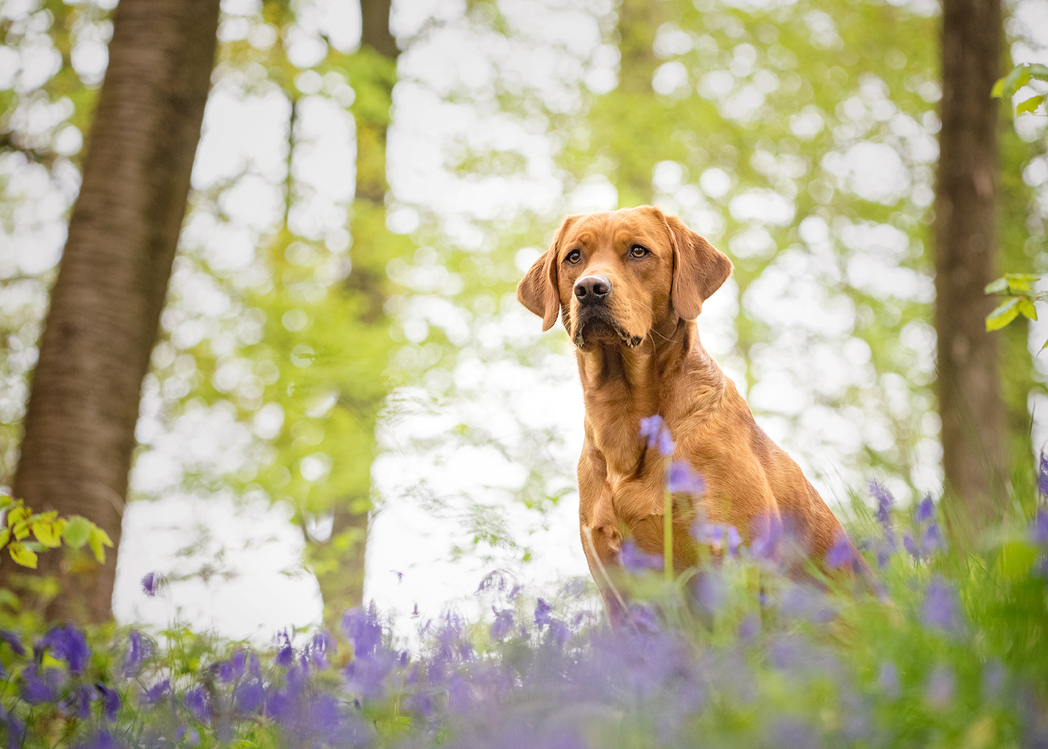 remus-bluebell-dog-photography