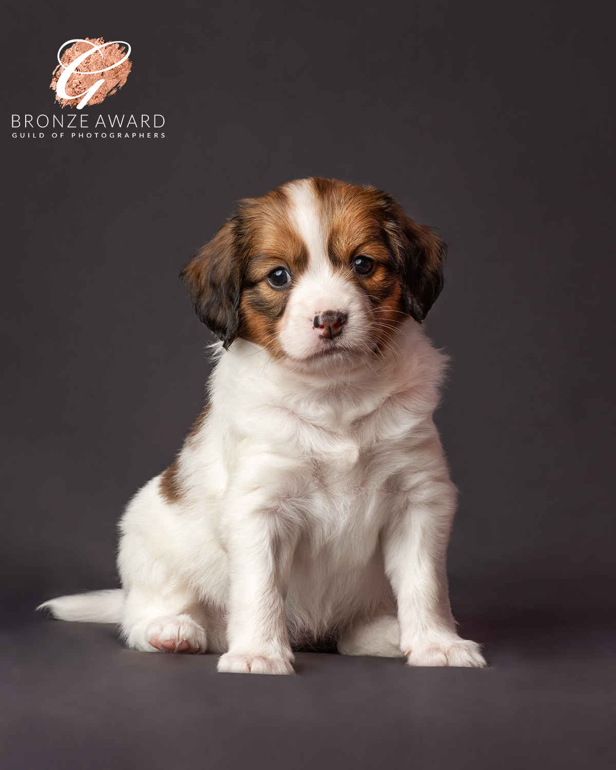 Lief-Kooikerhondje-puppy-photography