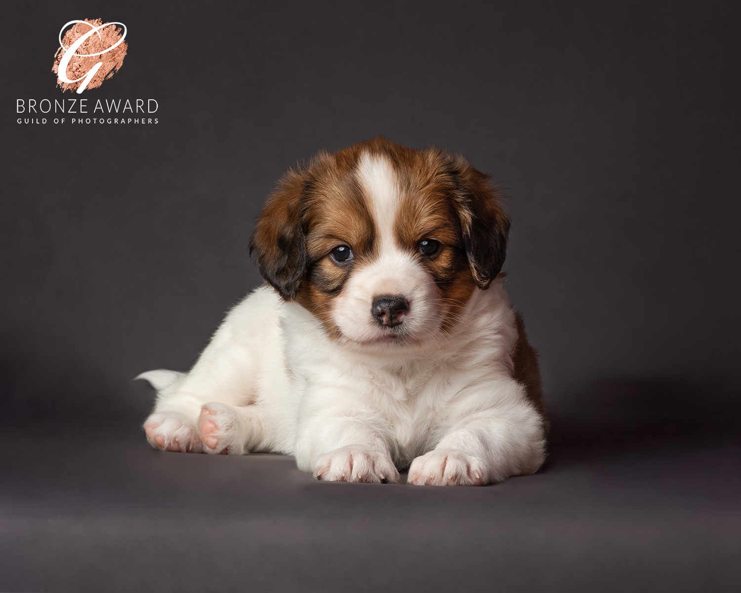 Valiant-Kooikerhondje-puppy-photography