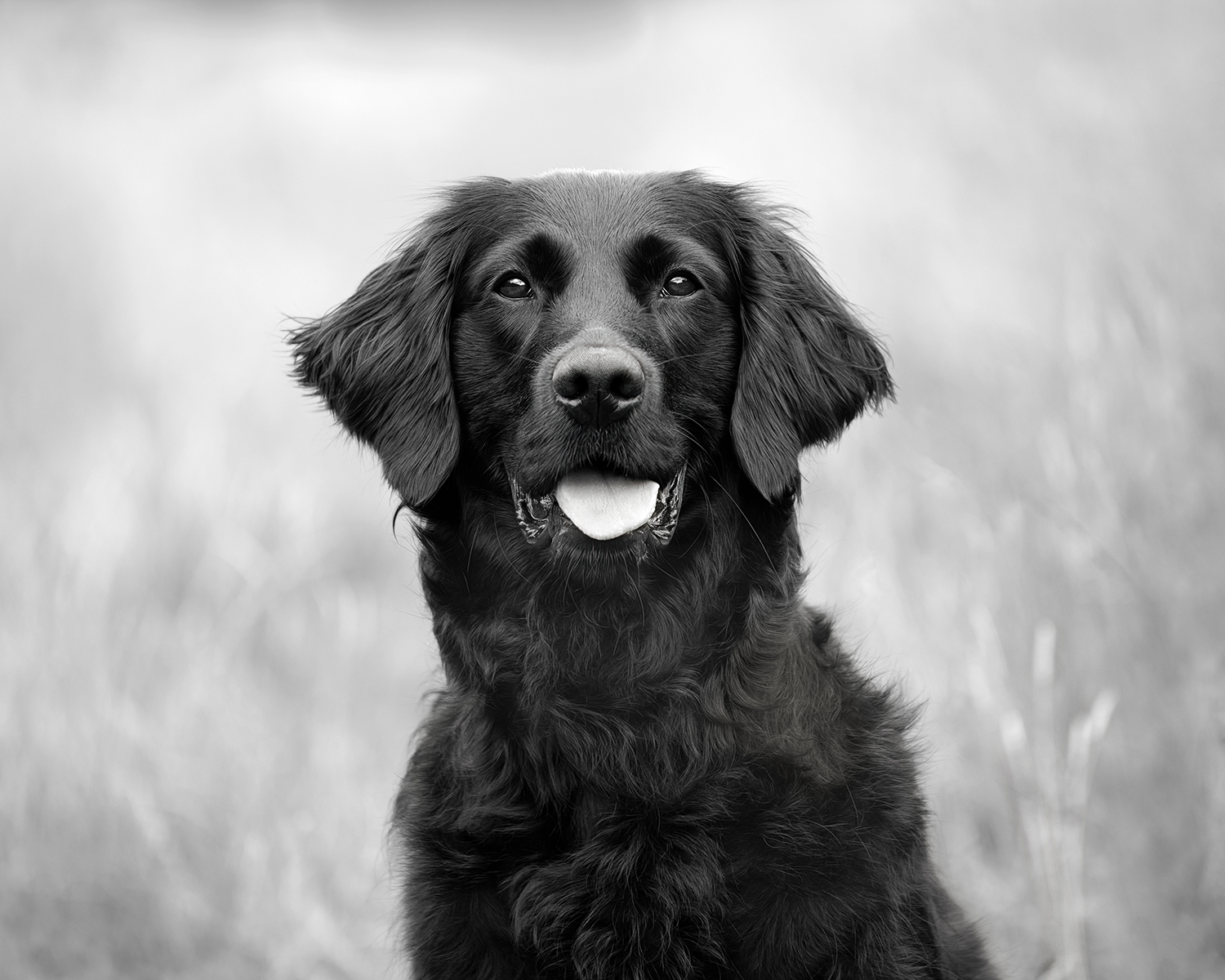 maggie-dog-photography-pme4
