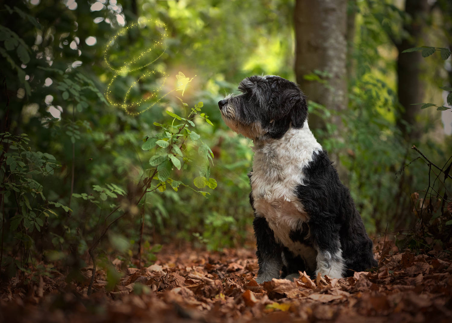 polish-lowland-sheepdog-dog-photography3