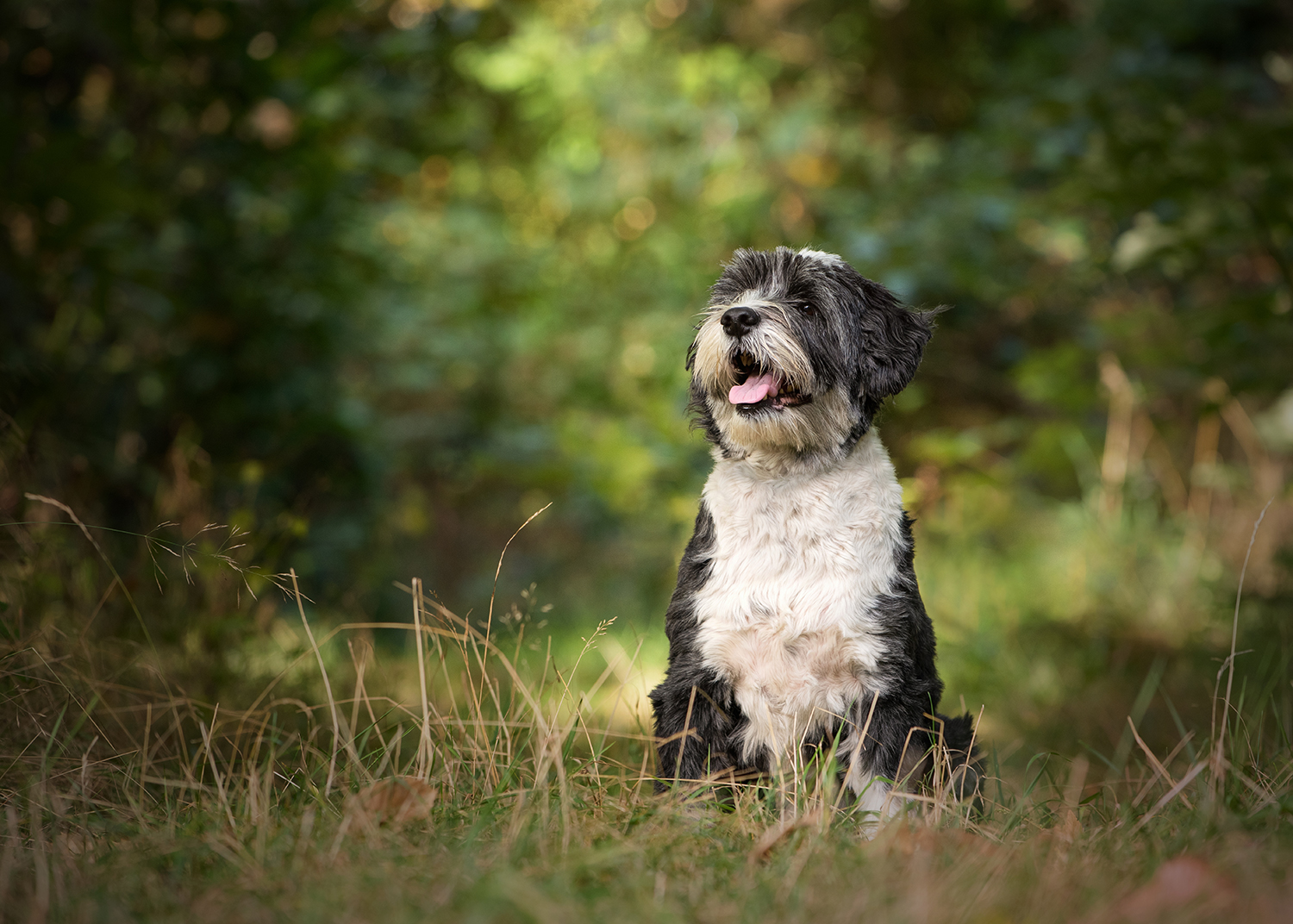 polish-lowland-sheepdog-dog-photography6