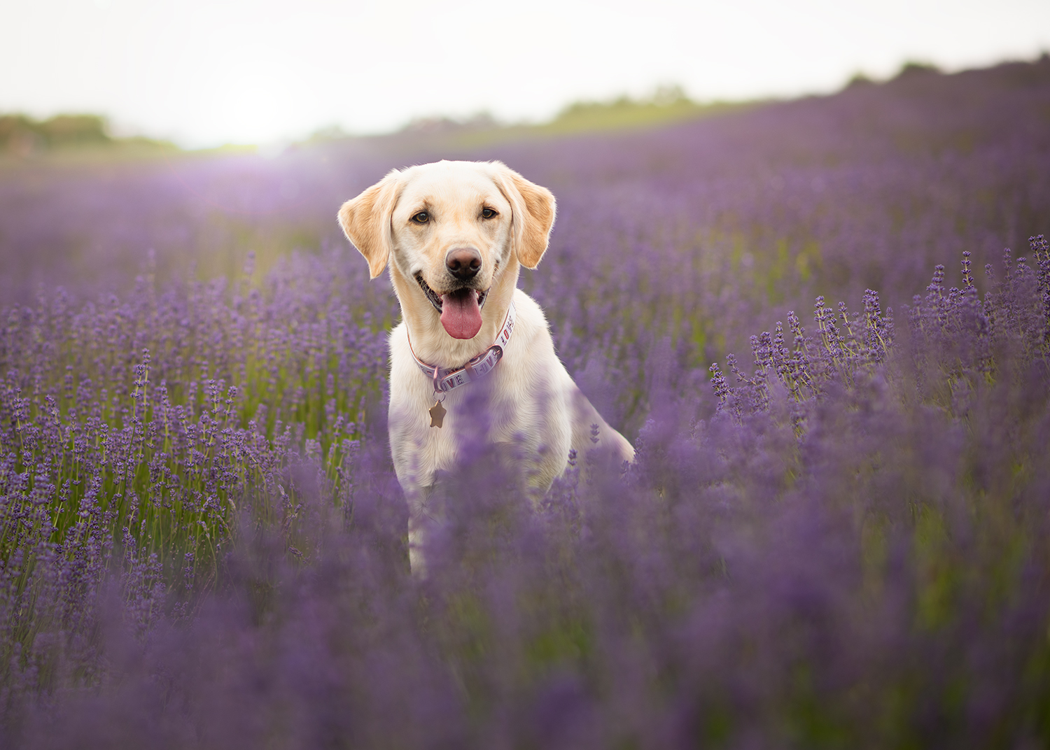 yellow-labrador-lavender-photography1